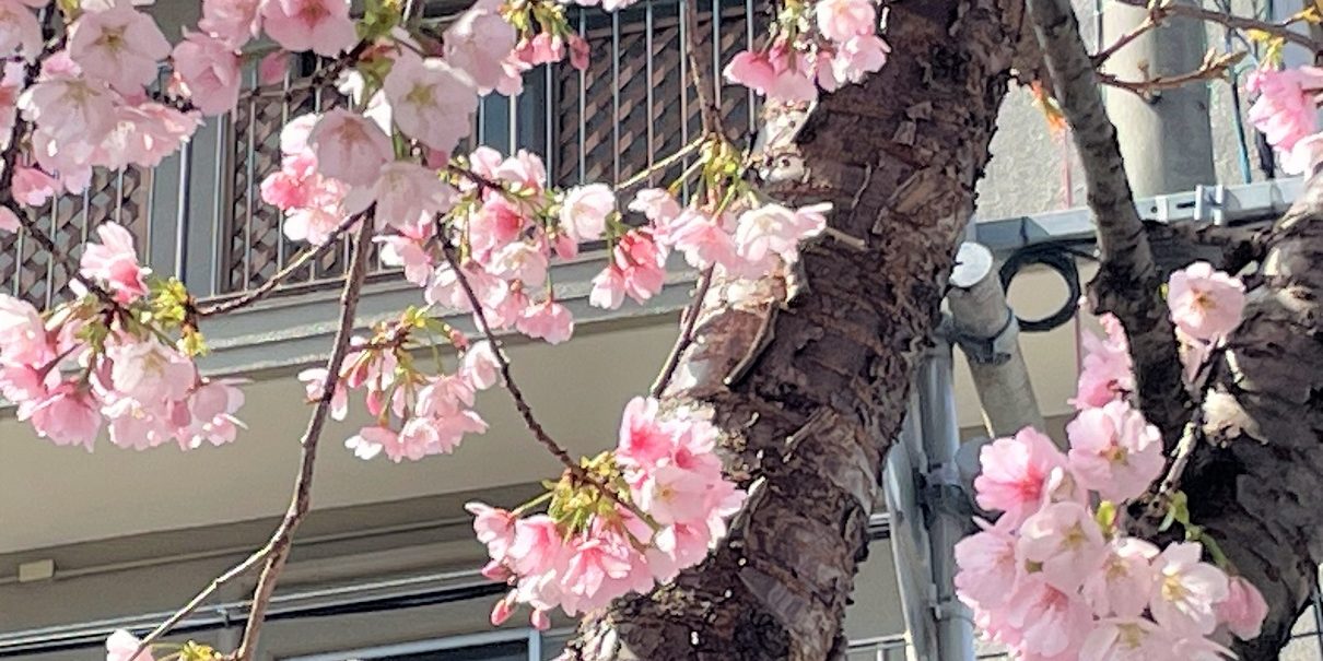 写真 2023-03-11 11 53 58